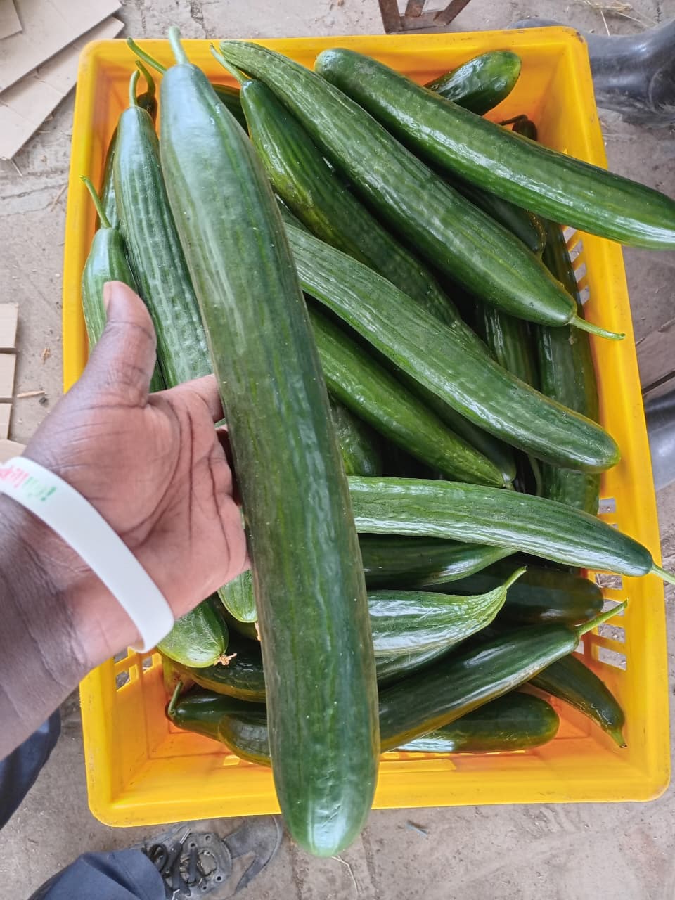 Cucumbers